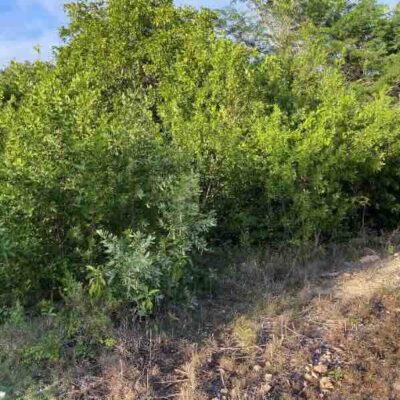 PARCEL NO. 1154 SITUATE WITHIN THE SEASIDE SUBDIVISION, ORCHID BAY, COROZAL DISTRICT: