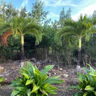 PARCEL NO. 1210 SITUATE WITHIN THE SEASIDE SUBDIVISION, ORCHID BAY, COROZAL DISTRICT: