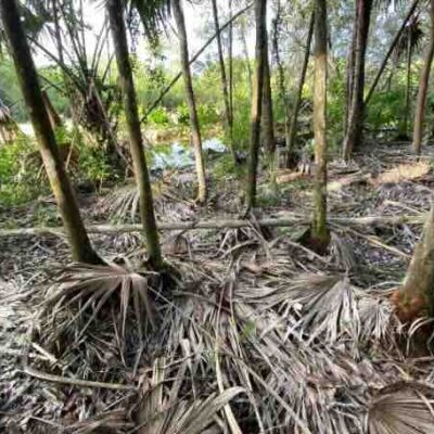 PARCEL NO.1065 SITUATE WITHIN THE SEASIDE SUBDIVISION, ORCHID BAY, COROZAL DISTRICT: