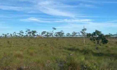 LOT NO. 1655 SITUATE IN GUTIVIEW AREA, INDEPENDENCE VILLAGE, STANN CREEK DISTRICT, BELIZE: