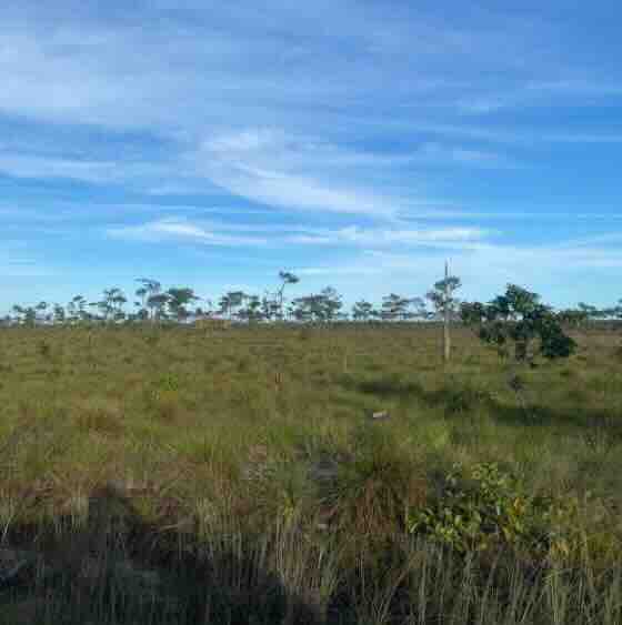 LOT NO. 1655 SITUATE IN GUTIVIEW AREA, INDEPENDENCE VILLAGE, STANN CREEK DISTRICT, BELIZE: